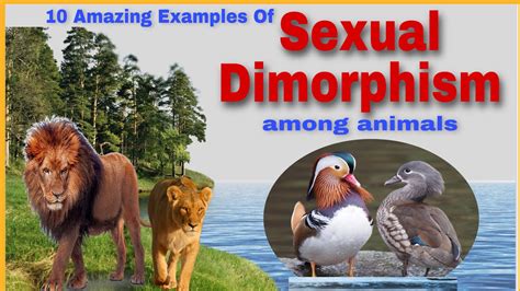 sexual dimorphism|what does sexual dimorphism mean.